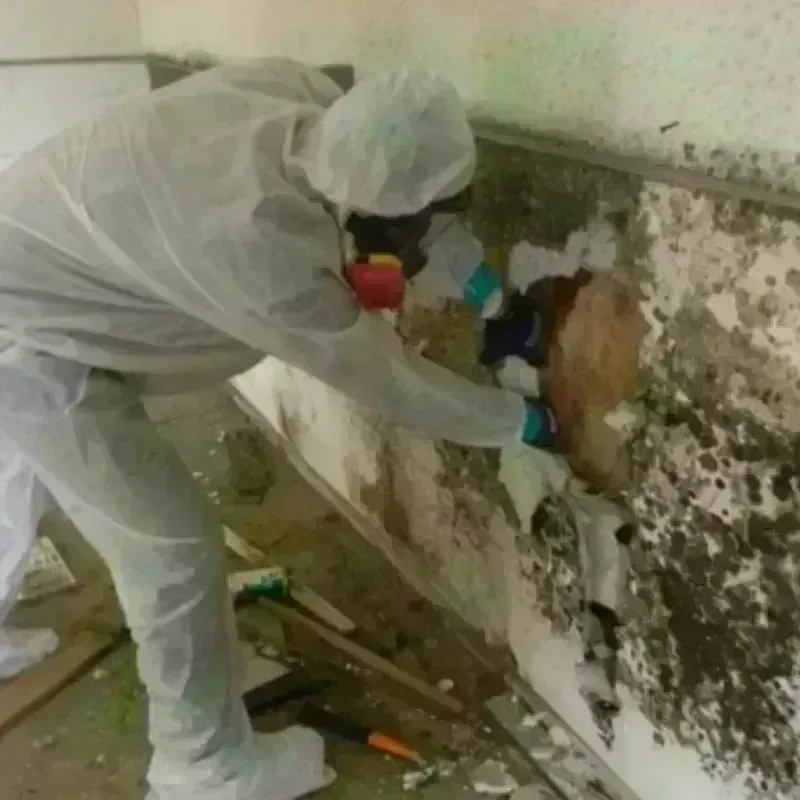 Mold Remediation and Removal in Greeneville, TN